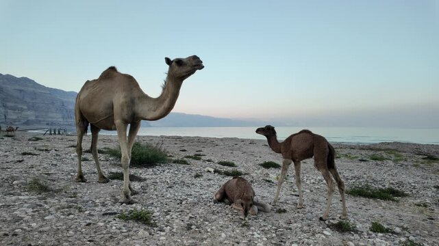 One-humped dromedary camels and their calves standing and resting on a rocky beach at dawn, with mountains and the tranquil Arabian Sea in the background, near Mirbat, in Dhofar region of Oman