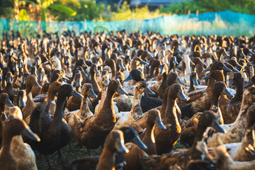 Ducks free-range in wire fence in the soft morning sunlight, selective focus, close-up.
