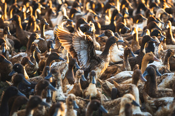 A flock of free-range ducks in wire fence. Duck farm in a rural area in the morning.