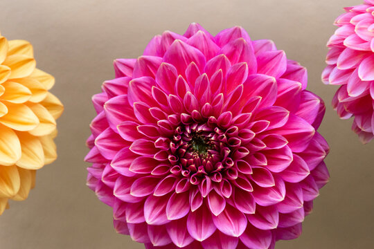 Digitally generated image of pink dahlia flower - Powered by Adobe