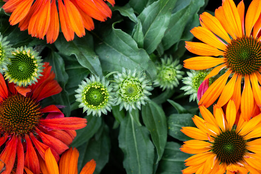 Directly above shot of different color of coneflowers