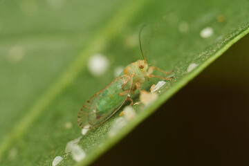 Macro view of small green insect camouflaged