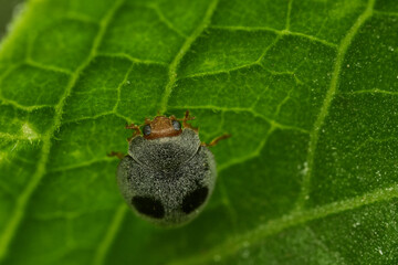 Gray lady beetle perched on leaf