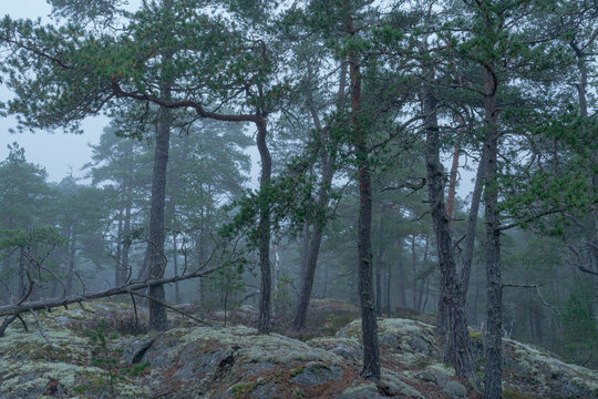 Tranquil scene of fallen tree in forest at dusk