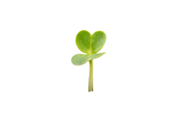 Young green plant sprout with heart - shaped leaves in close - up view