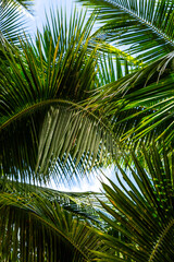 Fototapeta premium Background of green palm leaves and blue sky