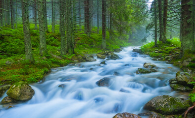 river rushing over a stones through the green fir forest, summer outdoor travel scene © Yuriy Kulik