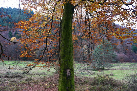 Buche im Stephanstal bei Hauenstein