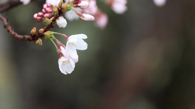 春雨に濡れた咲き始めのサクラのクローズアップ3
