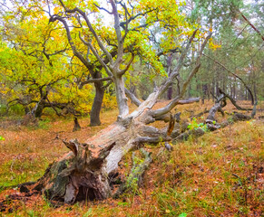 beautiful autumn forest glade with dry tree barrel covered by red dry leaves, seasonal natural landscape © Yuriy Kulik