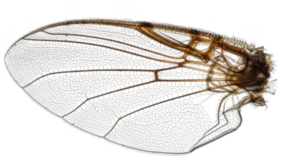Close up of insect wing with intricate veining on black background