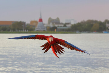 Colorful Blue and Gold Macaw parrot flying over the river. Free flying bird