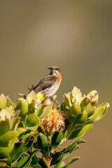 Cape sugarbird perched on fynbos along Hermanus Cliff Path, Whale Coast. Stunning Western Cape wildlife shot showcasing South Africa’s unique bird species and natural beauty.