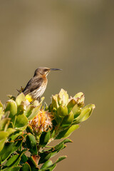 Cape sugarbird perched on fynbos along Hermanus Cliff Path, Whale Coast. Stunning Western Cape wildlife shot showcasing South Africa’s unique bird species and natural beauty.