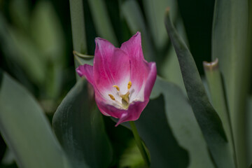 pink tulip in the garden