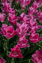 Fototapeta premium pink roses in a garden