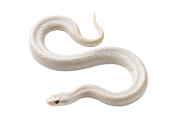 White albino snake coiled reptile exotic pet python, isolated on a transparent background