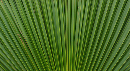 Fototapeta premium Green tropical palm leaf pattern with radiating linear fronds creating a natural fan shape background for botanical and eco themed designs