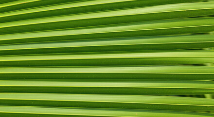 vibrant green palm leaf texture with parallel lines and natural tropical foliage pattern for fresh eco friendly botanical background