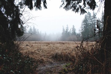 Fog covers a field surrounded by trees in early morning