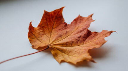 Obraz premium Single dried maple leaf resting on white surface showcasing autumn colors, delicate texture, and seasonal natural minimal composition
