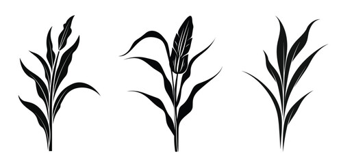 corn stalks vector silhouettes set barley grain