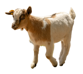 A young goat is isolated on a transparent background. It has brown and white fur and looks curious while standing. The goat has a tag on one ear and is in a playful pose