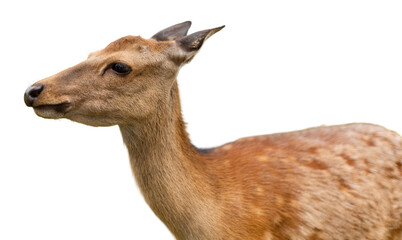 A deer is positioned against a transparent background. Its brown fur is clearly visible, showcasing its features. The deer appears alert and calm in its current stance