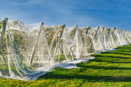 Grape vines in a Nova Scotia orchard covered with a gouze fabric to protect them from cold nights and frost.