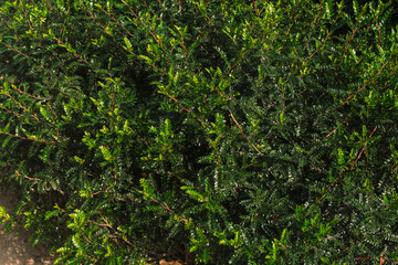 Vibrant green leaves wallpaper. Beautiful nature pattern of green leaves. Eco background. Clean environment.