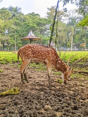 
A close-up view of a spotted deer grazing calmly in a lush green park.