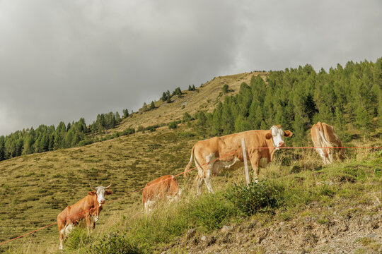 mucche al pascolo, di pomeriggio, in un ambiente naturale di montagna in estate, in Italia