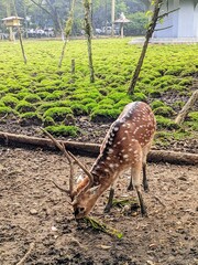
A close-up view of a spotted deer grazing calmly in a lush green park.