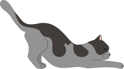Stretching grey cat