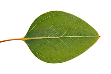 Obraz premium A close-up view of a green eucalyptus leaf with visible veins