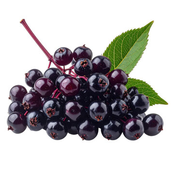 A close-up of a cluster of ripe elderberries with attached leaves against a black background.