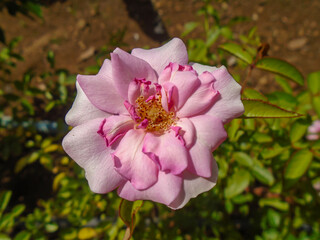 Soft Pink and White Roses in Morning Sunlight &ndash; Close-Up Floral Photography. Delicate pastel roses blooming in a sunny garden, a beautiful floral display.