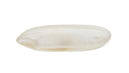 Close-up of a cuttlebone, a hard, internal structure found in cuttlefish, isolated on white.