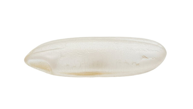Close-up of a cuttlebone, a hard, internal structure found in cuttlefish, isolated on white.