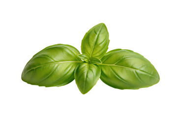 Fototapeta premium Fresh green basil leaves used in culinary preparations for flavor enhancement