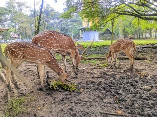 deer in the zoo