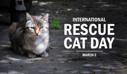 International Rescue Cat Day poster stock photo images. Feral cat on the street photo. Template for background, banner, card. March 2 every year. Important day © betka82