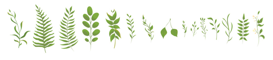 Big set collection of green forest fern, tropical green. Isolated Natural leaves. Vector