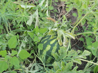 pumpkin in the garden