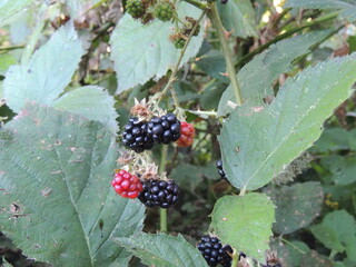 blackberry