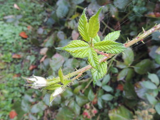 grasshopper on a leaf