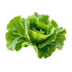 Vibrant green head of romaine lettuce isolated on a black background.