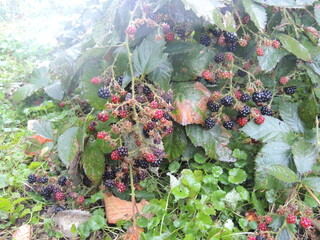 grapes in the vineyard