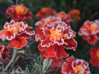 red and yellow flower