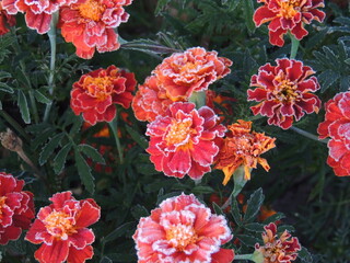 red and yellow flowers